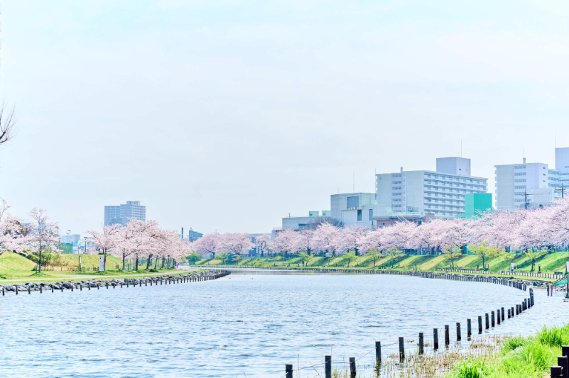 旧中川水辺公園の春　桜