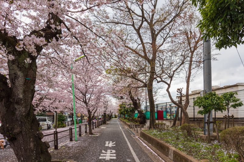 深沢3丁目の桜並木