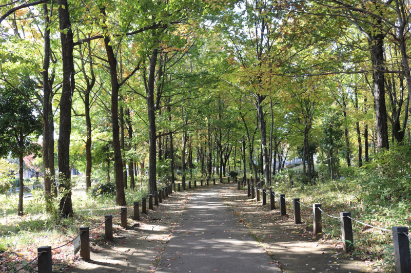 柏の宮公園の遊歩道